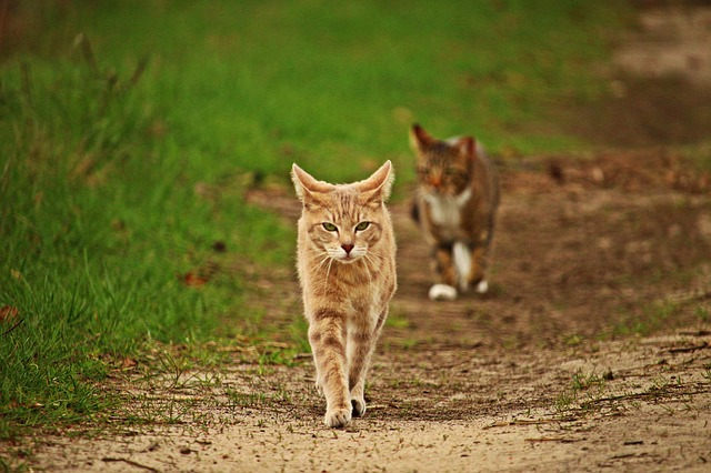 猫能不能吃饼干