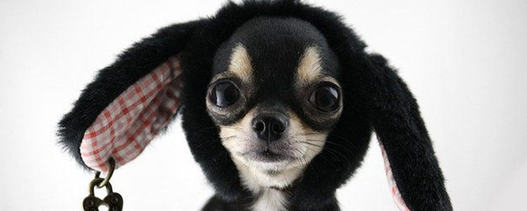 狗狗假咬主人啥意思