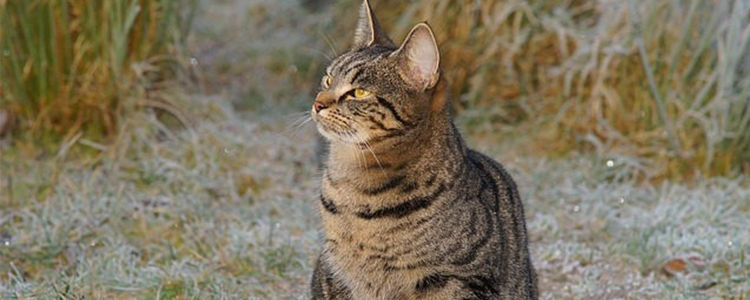 猫咪闻到空气中百合的香味会怎样