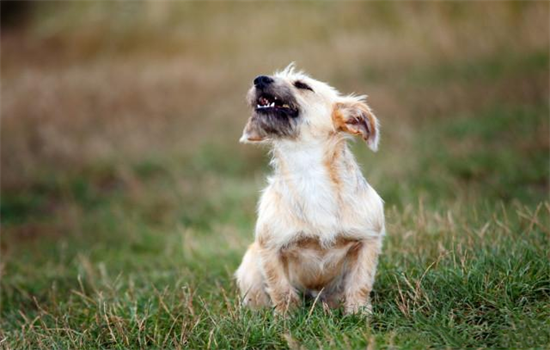 ​去除狗狗身上的味道的小妙招