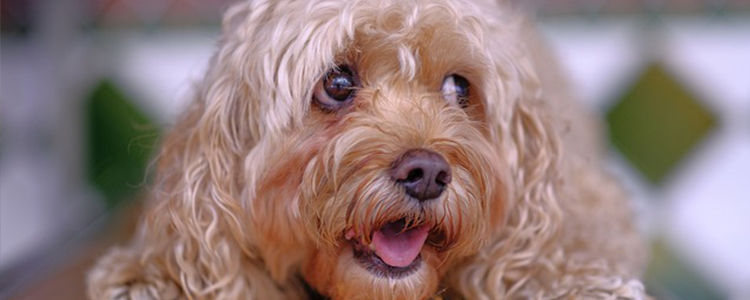 狗狗坐车呕吐怎么回事