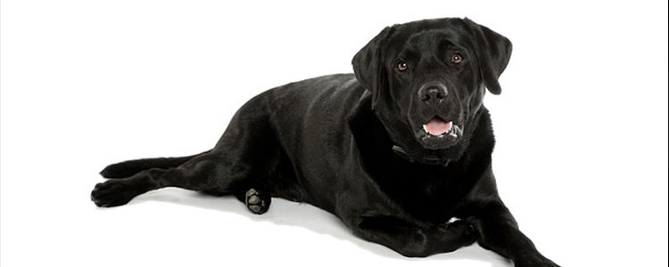 狗能吃花生吗为什么