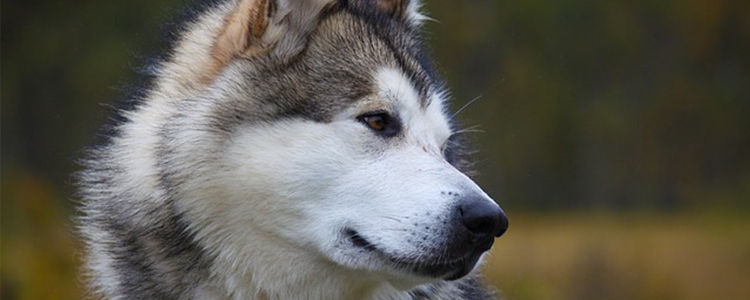 狗狗不吃东西是什么情况