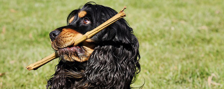 狗狗能吃桂圆吗