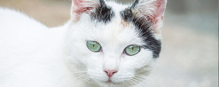 可以喂流浪猫吃什么