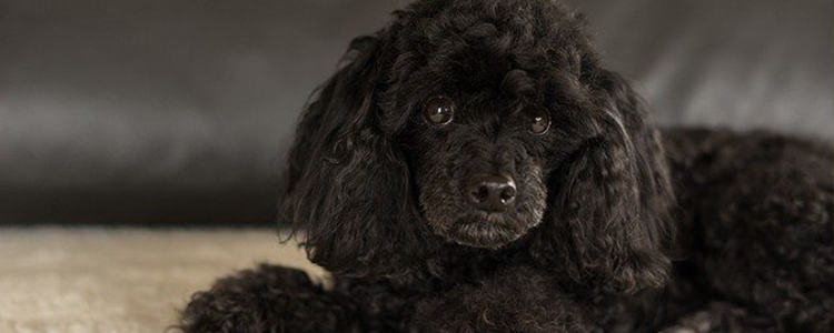 泰迪能吃芒果吗