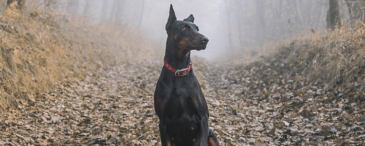 狗狗误食葡萄怎么办