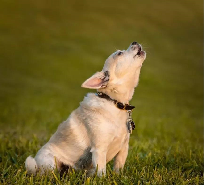 20种狗狗奇怪行为大揭秘！