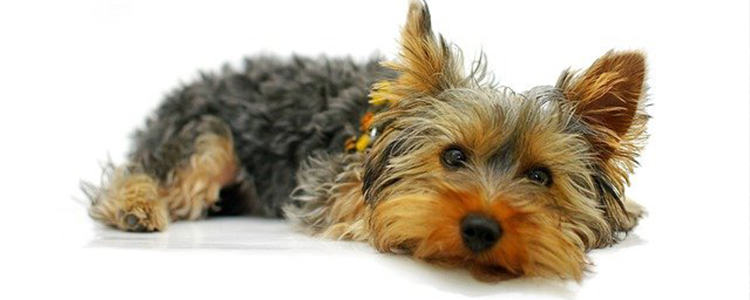 狗能吃羊肉片吗