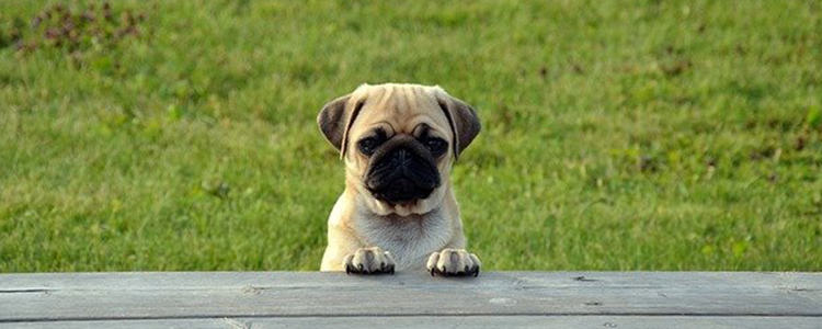 板栗狗狗可不可以吃