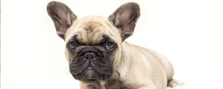 秋季可以给狗狗剃毛吗