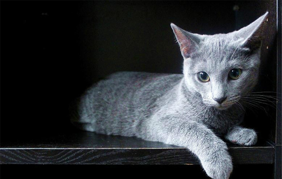 猫配了一次会中吗