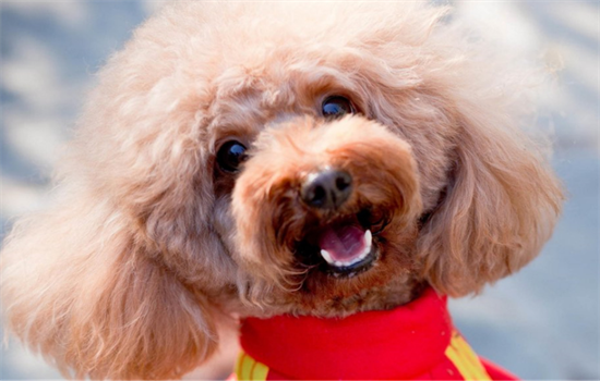 ​泰迪多久换胎毛