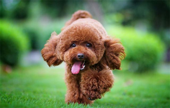 ​泰迪多久换完牙