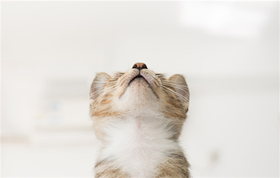 猫抽搐吐白沫四腿乱蹬一会又好了