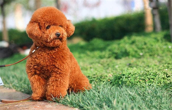 ​泰迪多久换一次狗粮比较好