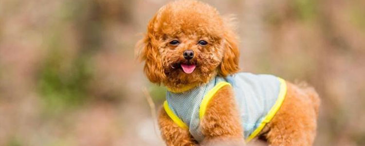 泰迪不吃东西怎么回事