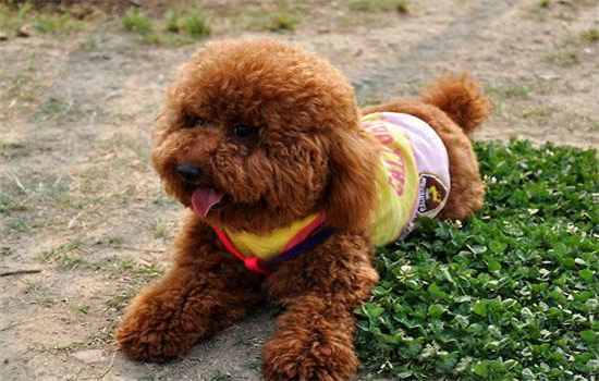 ​泰迪几个月剃胎毛最好