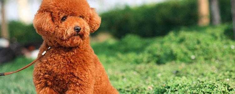 泰迪吃了5个葡萄要紧吗