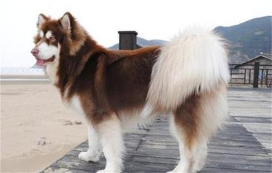 狗狗胸背牵引绳怎么套