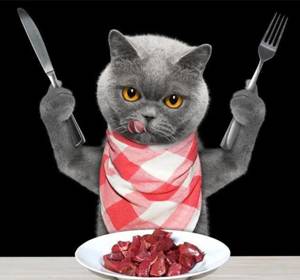 月销过千的【纯素猫粮】,猫咪能吃吗?