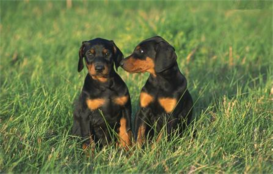 ​狗狗体外驱虫怎么操作