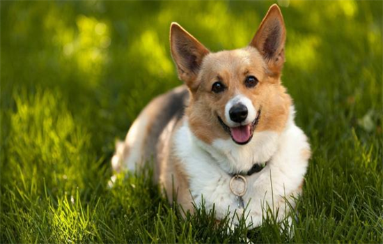 ​柯基的脸什么时候变宽