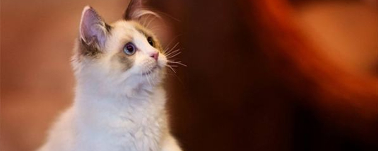 布偶猫毛短是什么情况