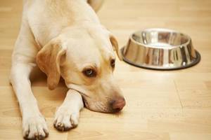 有些症状千万别拖!毛孩的十大癌症征兆!