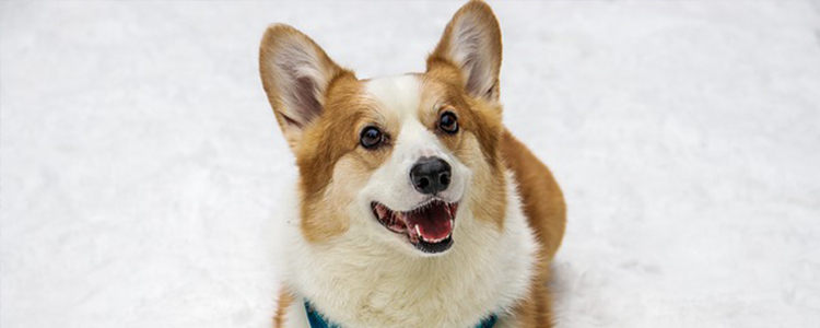 柯基晚上睡觉怕不怕冷