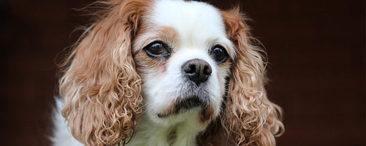 泰迪换牙期是几个月