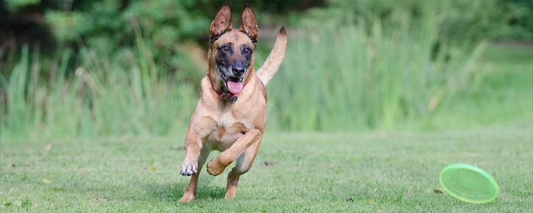 狗狗跳蚤怎么消灭掉