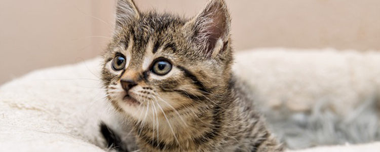 给猫咪洗澡可以用人的沐浴露吗