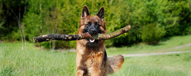 狗为啥不能吃葡萄