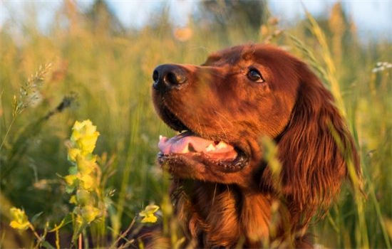 狗拉血了怎么办用什么药治好