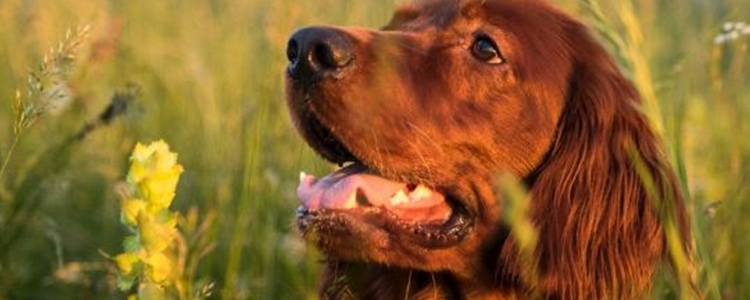 狗狗怕冷怎么办