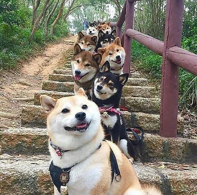 你知道吗？狗狗越是这样做，越是在乎你！