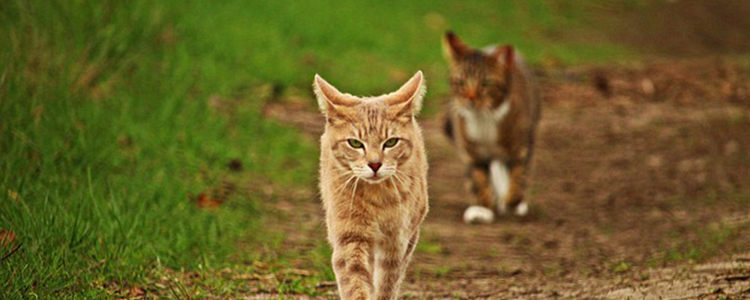 路边的小野猫该喂什么