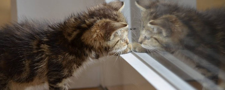 猫咪脱水是什么症状