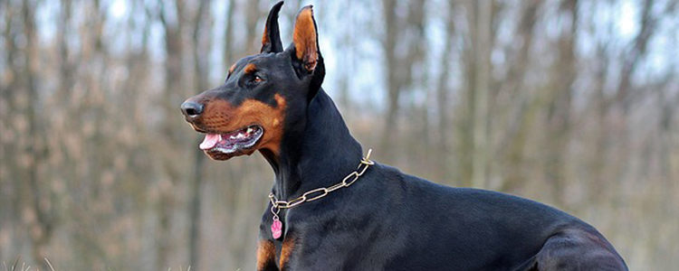 狗狗咬自己的脚是什么原因