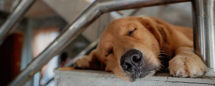 狗狗冬天怕冷吗要盖被子吗