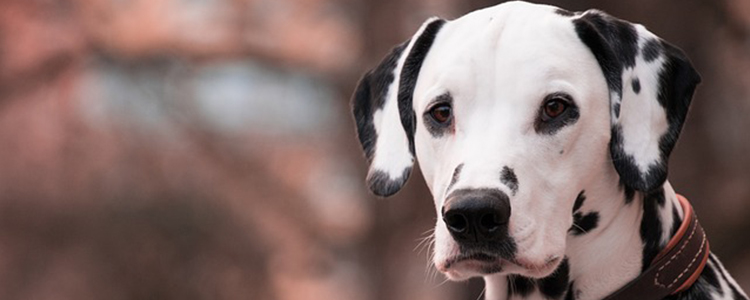 狗冬天在笼子里用不用保暖措施