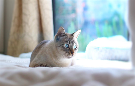 ​猫淋湿一宿会死吗