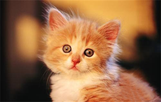 ​小猫换胎毛前后对照