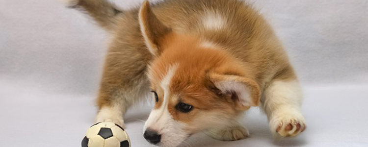 狗狗不能喝牛奶吗