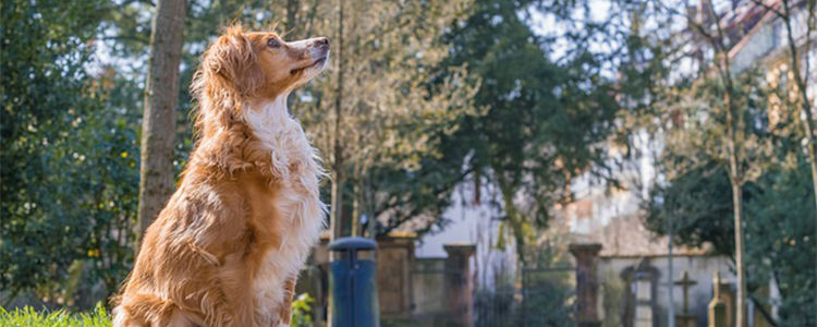 狗吃辣椒会怎样