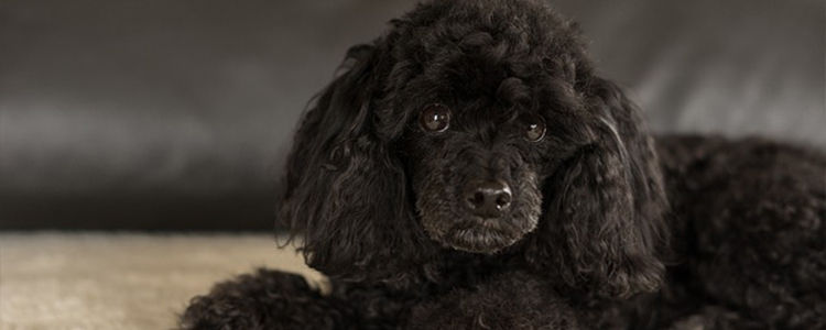 狗狗可以吃脆柿子吗