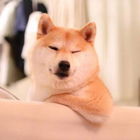 狗狗小时候VS长大后,还是同一只狗吗?