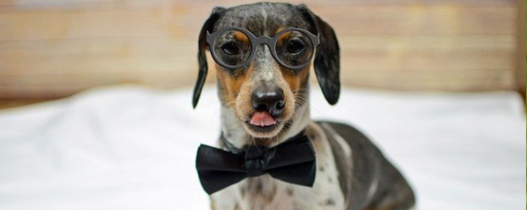 狗狗惊吓过度怎么恢复