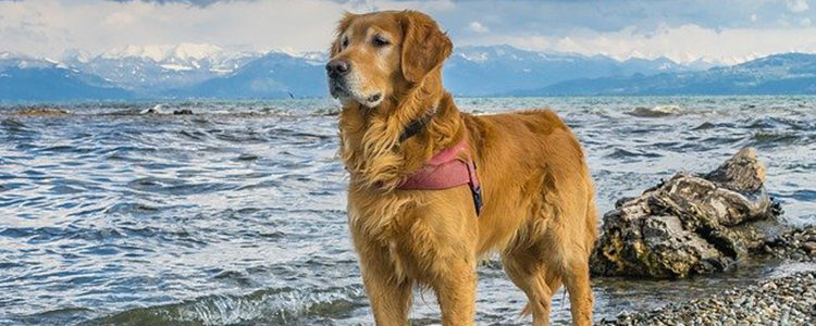 狗能吃什么水果